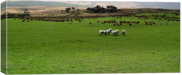 Sheep in a Field Canvas Print by barbara walsh