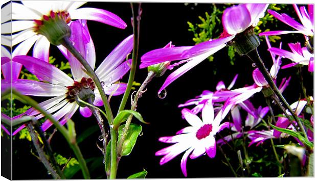 Drops Canvas Print by barbara walsh