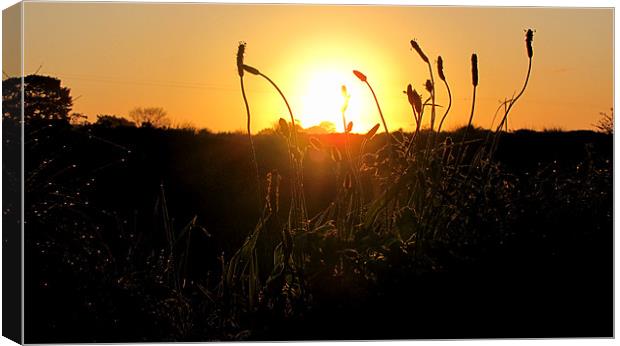 Sunrise Canvas Print by barbara walsh