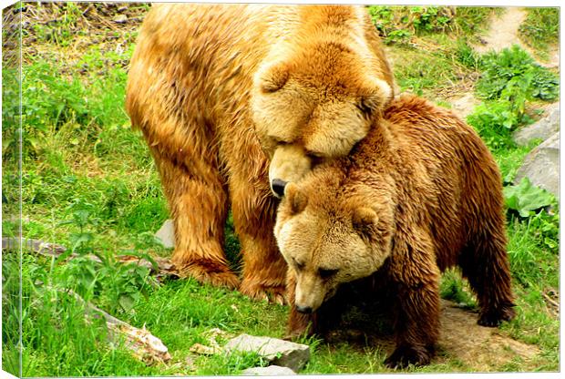 Bear Love Canvas Print by barbara walsh