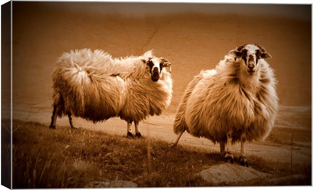 Sheep Canvas Print by barbara walsh