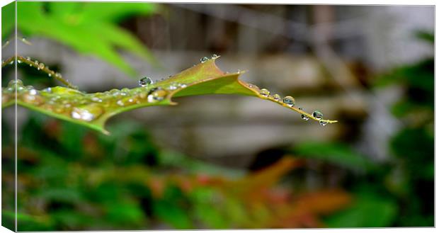 Drops Canvas Print by barbara walsh