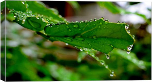 Drops Canvas Print by barbara walsh