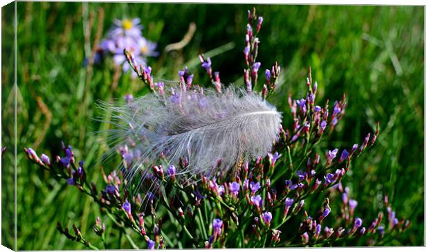 Feather Canvas Print by barbara walsh