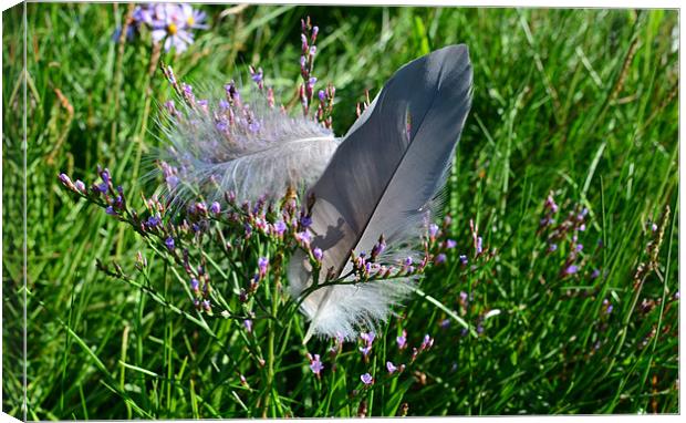 Feathers Canvas Print by barbara walsh