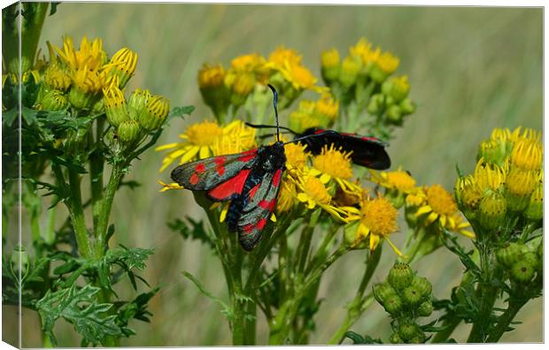 Six spot Burnet Canvas Print by barbara walsh