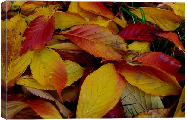 Autum Canvas Print by barbara walsh