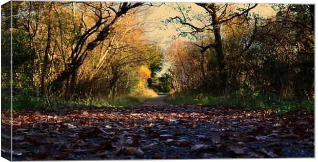 Killarney National Park Canvas Print by barbara walsh