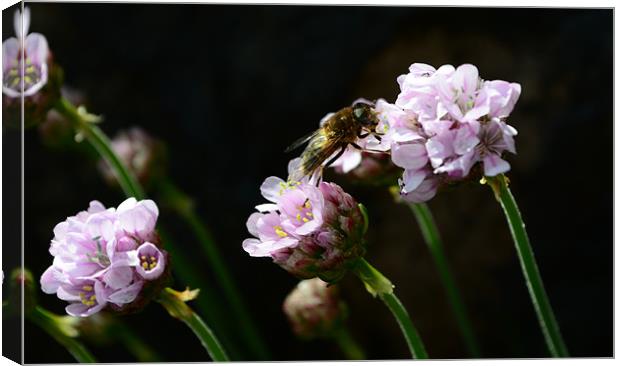 Busy Bee Canvas Print by barbara walsh