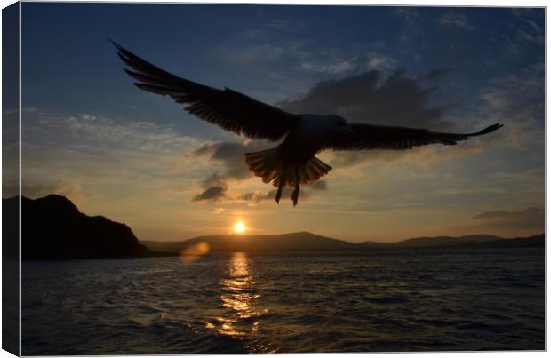 Seagull over dingle bay Canvas Print by barbara walsh