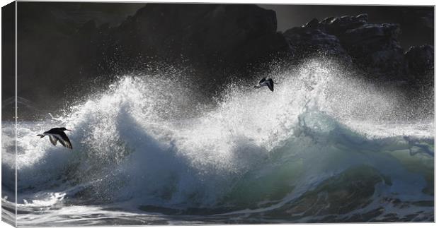 Oystercatcher fun Canvas Print by barbara walsh