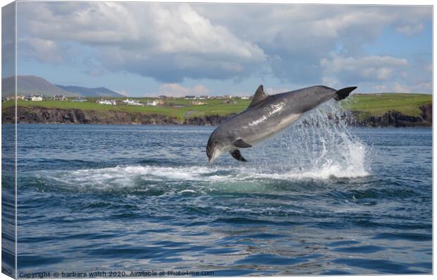 Fungie the Dingle dolphin Canvas Print by barbara walsh