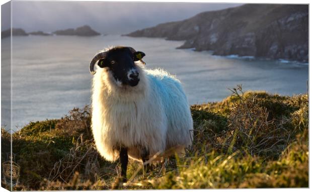A sheep standing on top of Dunmore head Canvas Print by barbara walsh