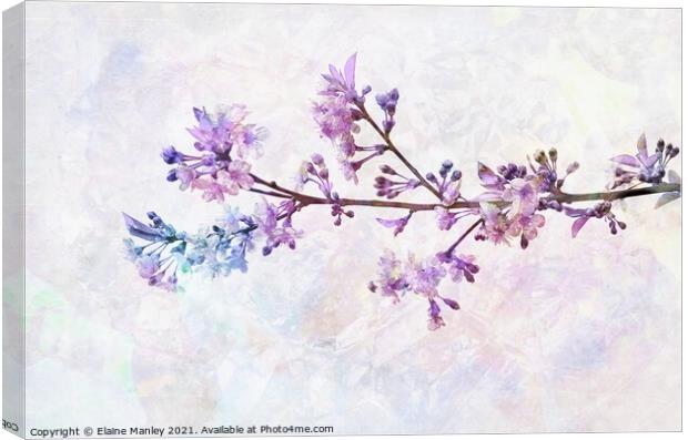 Rainbow Cherry Blossoms Canvas Print by Elaine Manley