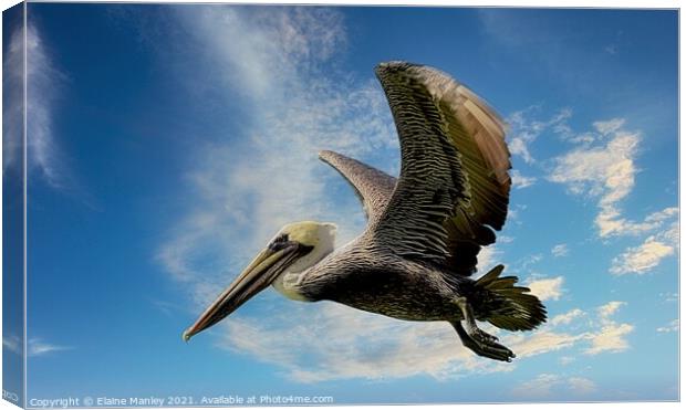 The Pelican  Canvas Print by Elaine Manley