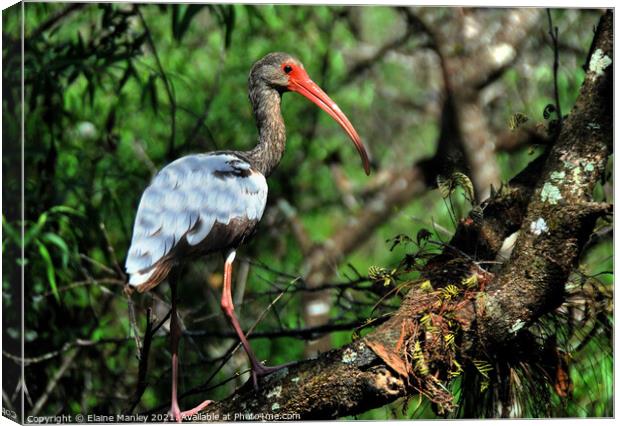 Young Ibis  Canvas Print by Elaine Manley