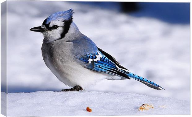 Winter Bluejay Canvas Print by Elaine Manley