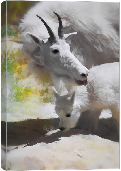 Mountain Goat and baby Canvas Print by Elaine Manley
