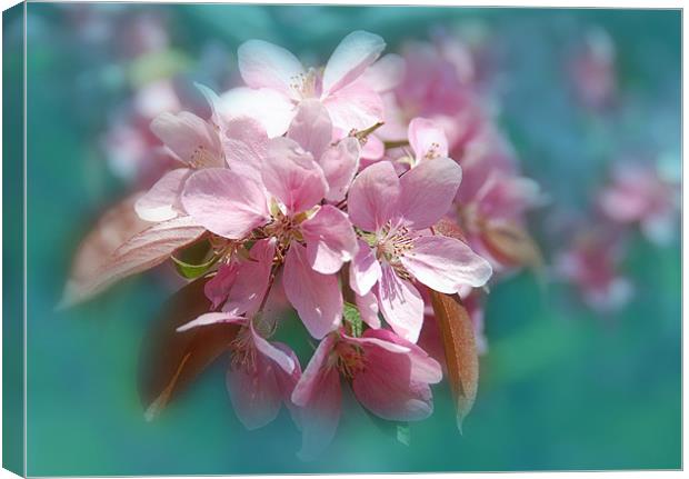  Spring  Sukura Cherry Blossoms flower Canvas Print by Elaine Manley
