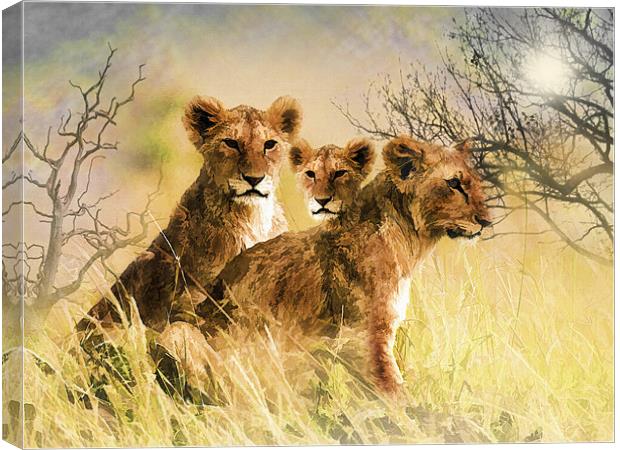 Lion Cubs Relaxing Canvas Print by Elaine Manley