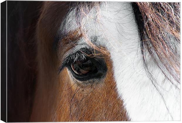 Reflection in Her Eye Canvas Print by Elaine Manley