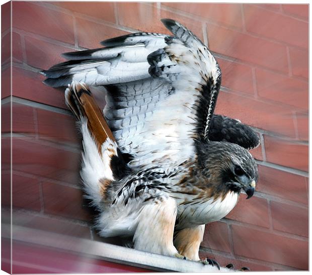 City Loving Red Tailed Hawk Canvas Print by Elaine Manley