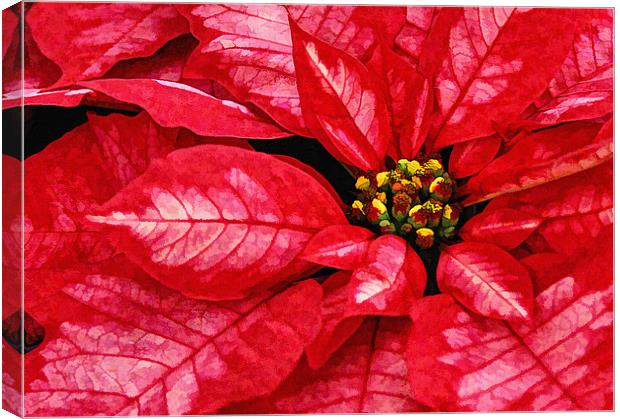 Red and White Poinsettas flower Canvas Print by Elaine Manley
