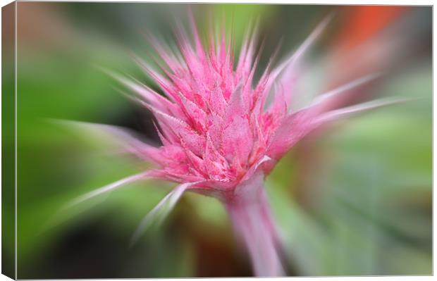 Pink Burst ...bromeliad flower Canvas Print by Elaine Manley