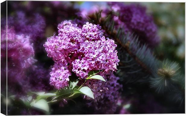  Spring Lilac flower and Fir tree Canvas Print by Elaine Manley