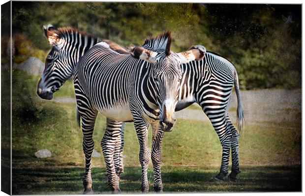 Zebras Canvas Print by Elaine Manley
