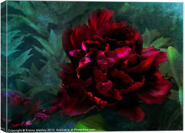 Ruby Peoni flower Canvas Print by Elaine Manley