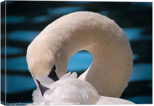 Shy Trumpeter Swan Canvas Print by Elaine Manley