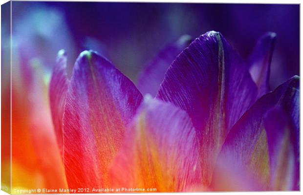  Purple and Red Spring Tulip Petals Canvas Print by Elaine Manley