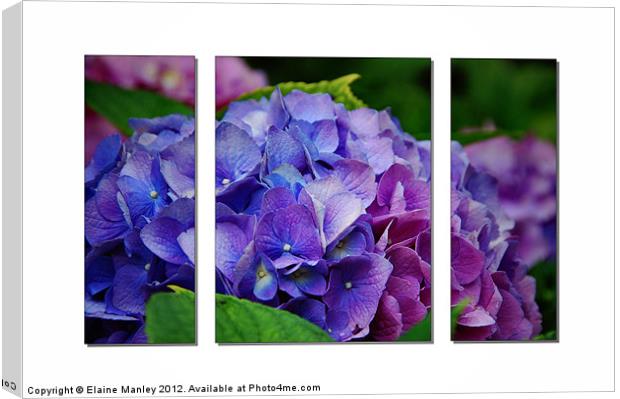 Hydrangeas inShades of Pink ,Blue and Purple Canvas Print by Elaine Manley