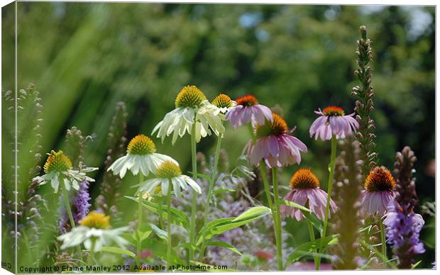 Summer Field of Wild Flower and Echinacea Flower Canvas Print by Elaine Manley