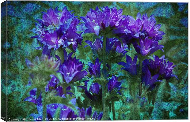 Purple Passion Flower Canvas Print by Elaine Manley
