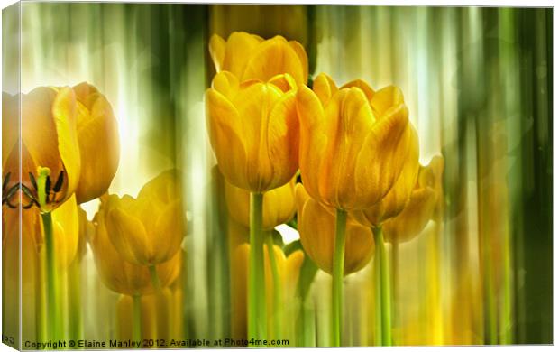  Spring Yellow Tulip Flower Canvas Print by Elaine Manley