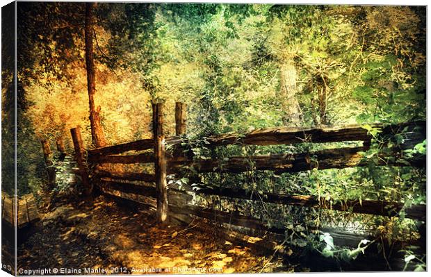 Forest with Old Fence Canvas Print by Elaine Manley