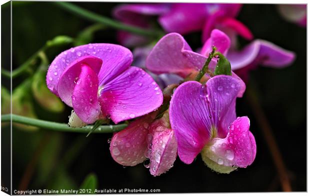 Sweetpea Flowers After the Rain Canvas Print by Elaine Manley