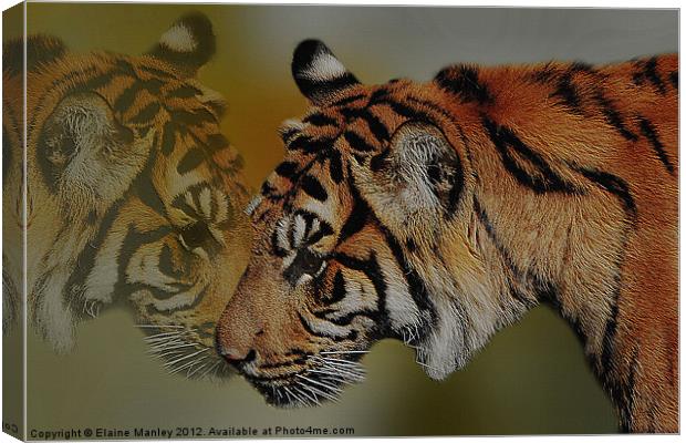 The Tiger and Himself Reflected Canvas Print by Elaine Manley