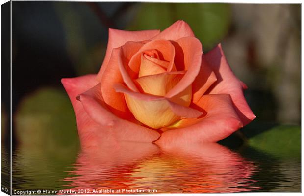Mandarin Orange Rose flower Reflection Canvas Print by Elaine Manley
