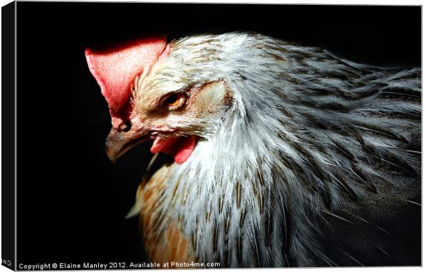 Rooster Under a Picnic Table Canvas Print by Elaine Manley