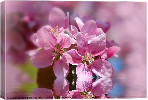   Flower   ..Spring Pink Cherry Blossom Canvas Print by Elaine Manley