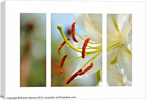 Day Lily flower in Triptych Canvas Print by Elaine Manley