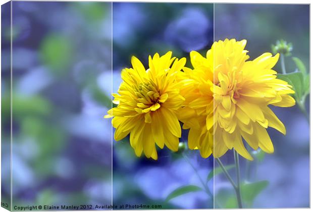 Tall Yellow Wild flowers Canvas Print by Elaine Manley