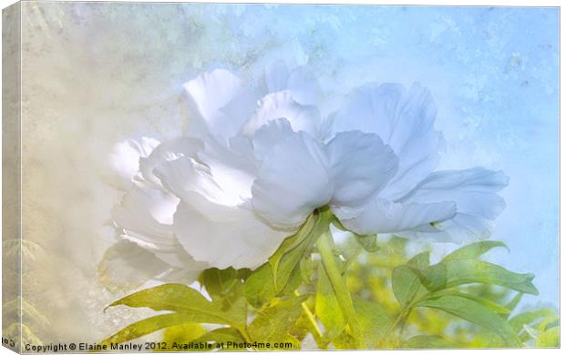 White Peoni Canvas Print by Elaine Manley