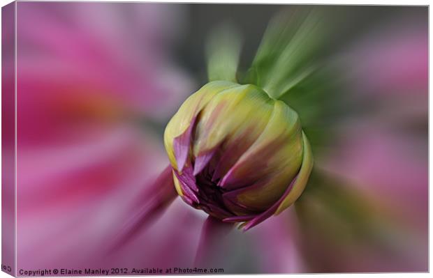 Blooming Dahlia  Flower Canvas Print by Elaine Manley