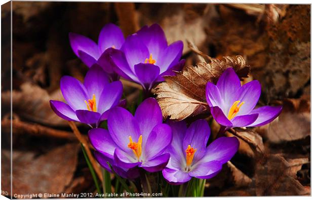 The First Signs of Spring .. Crocus Flower Canvas Print by Elaine Manley