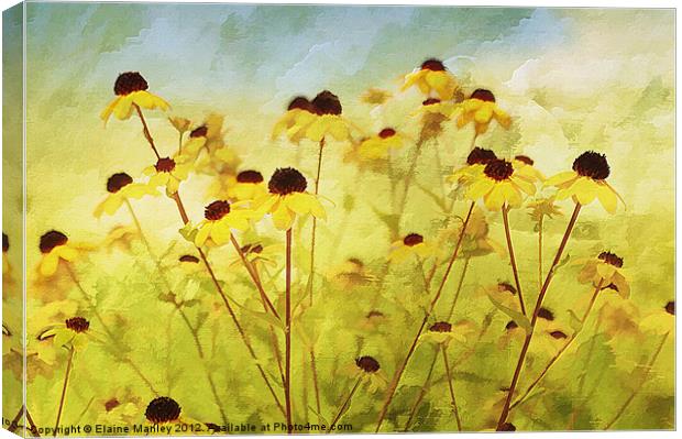 Field Wild flower Canvas Print by Elaine Manley