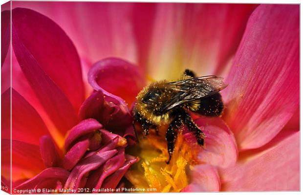  Flower and Pollen Covered Bee Canvas Print by Elaine Manley
